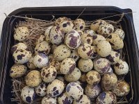 KULUÇKALIK BILDIRCIN YUMURTASI