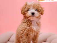 MALTİPOO TOY BEBEKLER