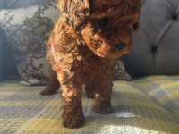 TÜY DÖKMEYEN HİPOALERJENİK TOY POODLE