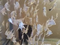 Platinum Marble Melek Balığı