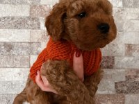 Ailesine Gitmeyi Bekleyen Bir Poodle Bebek