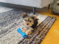 Mini Minnak Yorkshire Terrier Bebeklerimiz