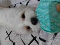 ÜCRETSİZ 3 YAŞINDA KÖPEĞİMİZ
