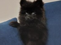 Pomeranian çiço yeni yuvasını arıyor