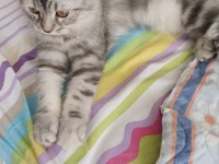 10 Aylık Maine Coon Dişi