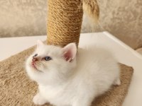 Bembeyaz ve blue point Scottish Fold 1.5 aylık bebekler