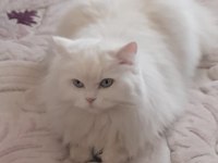 British longhair kızımıza güzel bir yuva arıyoruz
