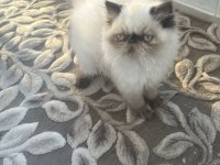 İRAN EGZOTİK KEDİMİZ