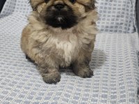 Pekinez köpeğimiz yeni yuvasını bekliyor
