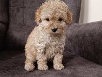 Maltipoo yavrularımız
