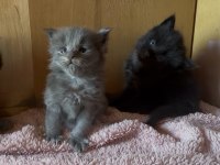 SAF KAN, LO ŞECERELİ DEV BOY KEDİLER 6 YILLIK TECRÜBE