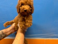 EVİNİZİN NEŞESİ TÜY DÖKMEYEN TOY POODLE YAVRULAR