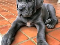 Asil Cane Corso Yavrular