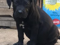 Irk sağlık garantili cane corso yavruları