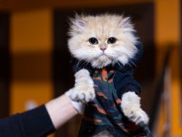 Golden erkek süperstar ny 12 british longhair
