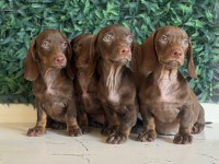 Popüler ırk mini dachshund yavrular
