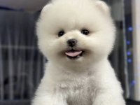 Pomeranian Boo Köpekleri