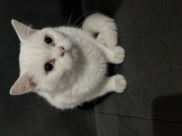5 aylık pamuk beyazı güzel british shorthair oğlumuz