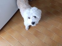 Kızanda olan dişi köpeğime çiftleşecek erkek