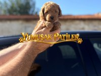 Sevimli Irk Toy Poodle