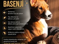 Türkiyede Tek Havlamayan Irk Basenji