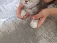 Kedilerimizi sahiplendirme