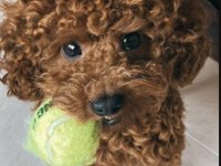 35 günlük toy poodle yavruları