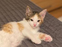 Yavru KEDİLER