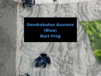 DART FROG YAVRULARIMIZ