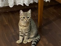 Yavru kedilerimiz yeni sahiplerini arıyor