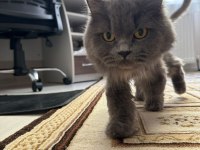 Yetişkin kısır dişi british longhair