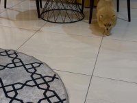 Erkek ve Dişi Yavru Pomeranian
