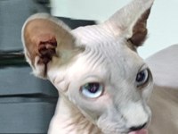Safkan Sphynx Dişi ve erkek Efsane kediler son 5 adet