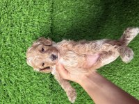 Maltipoo Yavru