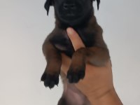 Belçika malinois dişi erkek