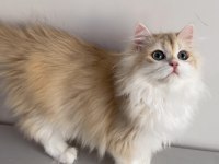 British Longhair 5 Aylık Erkek