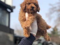 Red Toy Poodle Yavru
