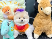 pomeranian boo 60 günlük köpekler