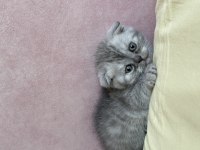 Safkan scottish fold 2 aylık erkek