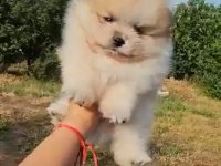 Pomeranian Boo safkan