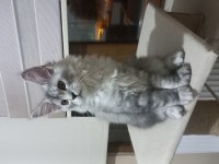 Mucize cattery Pet ve üretim için maine coon