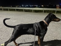 Yavru safkan doberman