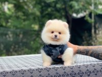 Sevimli Pomeranian Yavru Köpekler