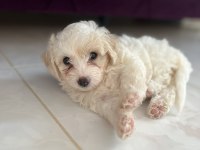 45 günlük maltese terrier