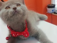 2 Aylık British Shorthair Lilac Yavru