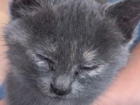 Sokakta Bulundu Yavru Cins Kedimiz