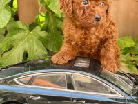 Yavru Toy Poodle