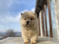 Chow chow köpeğimiz