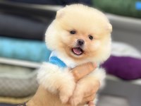 POMERANİAN BOO YAVRULAR