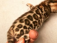 Ful şecereli show class bengal kedisi yavruları